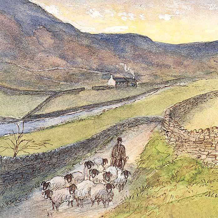 Hill Sheep - General Landscape: Square Prints