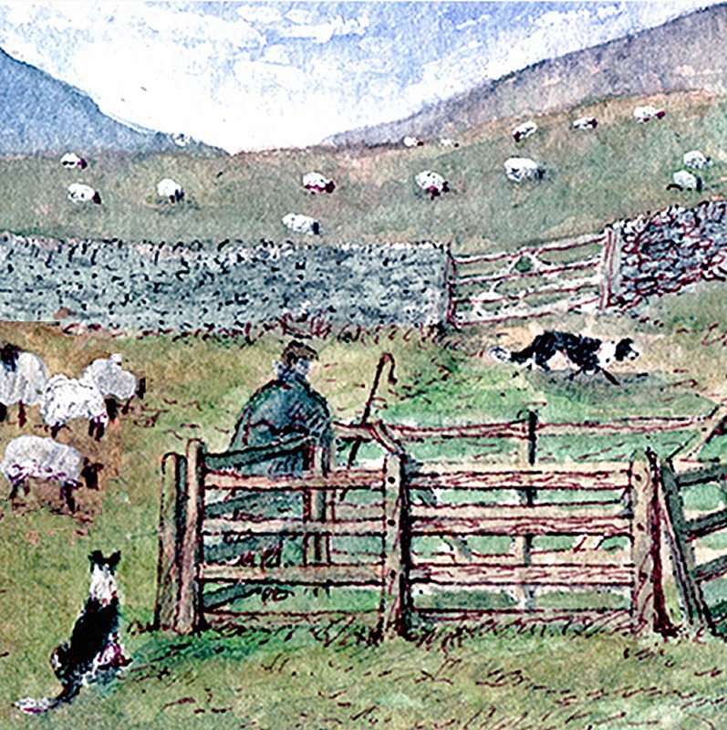 Sheep Gathering - General Landscape: Square Prints
