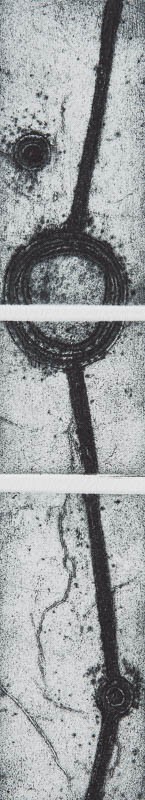  - Collagraph
