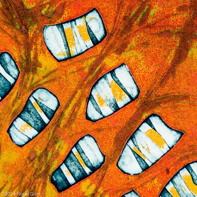  - Collagraph