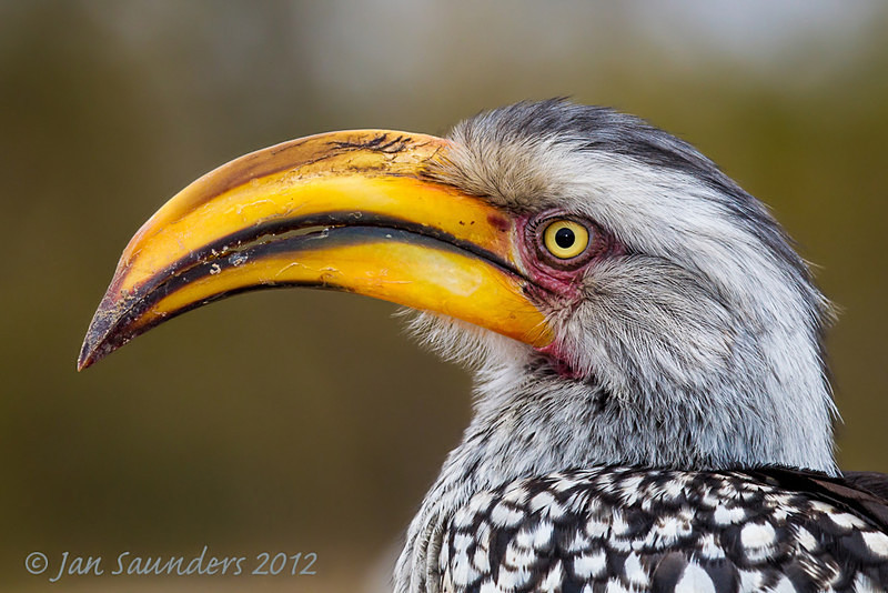 zazu roscoe zazu roscoe