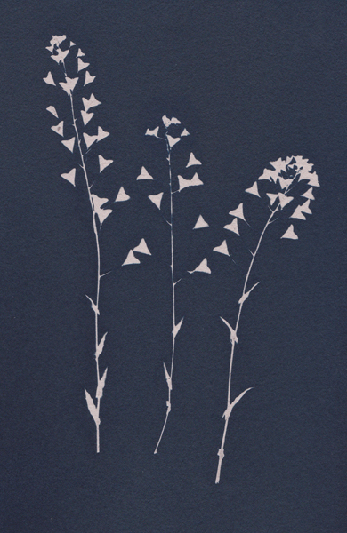 Alpine Penny Cress - Archive - Graphics