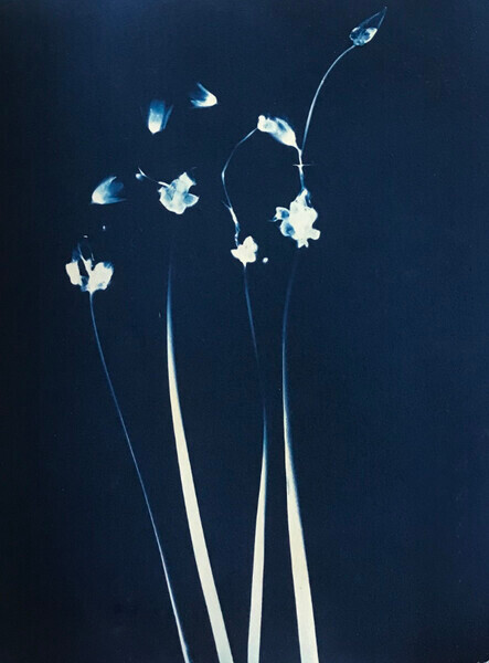 Wild garlic - 2022