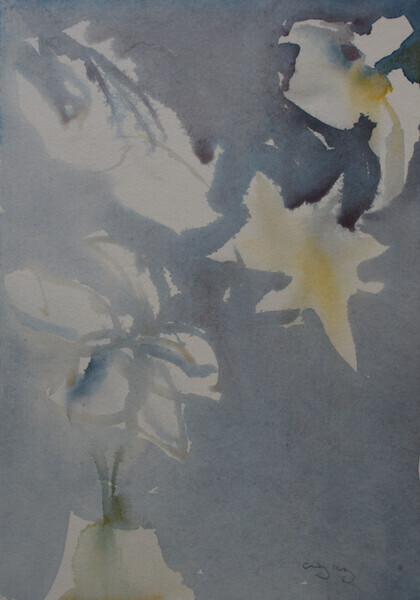 Daffodils in February - 2020