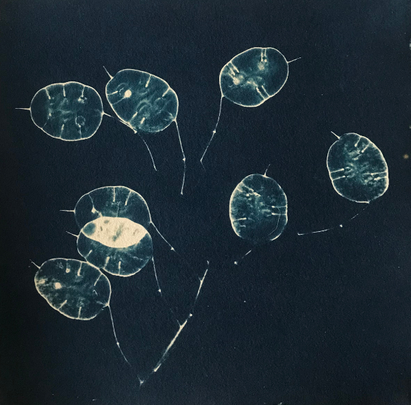 Honesty pods - 2022