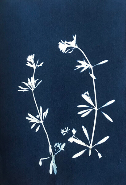 Alpine Penny Cress - 2022