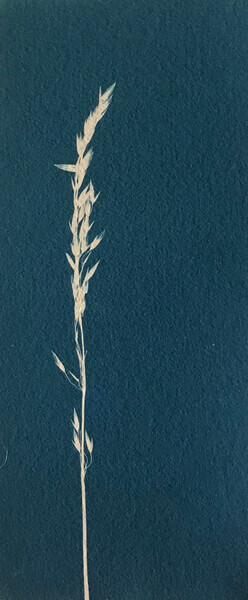 Meadow Grass - 2022
