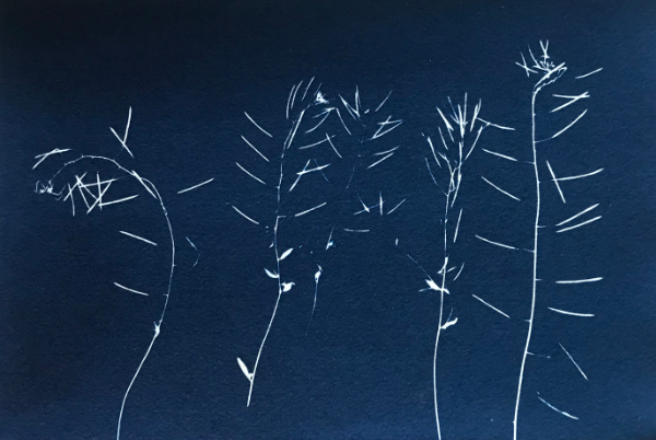 Seed Heads - 2022