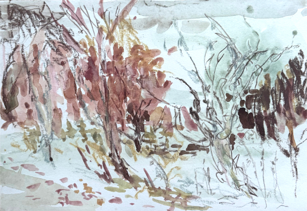 Apple Orchard, Selkirk - 2025