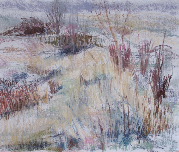 Wild garden in March 600 - 2020