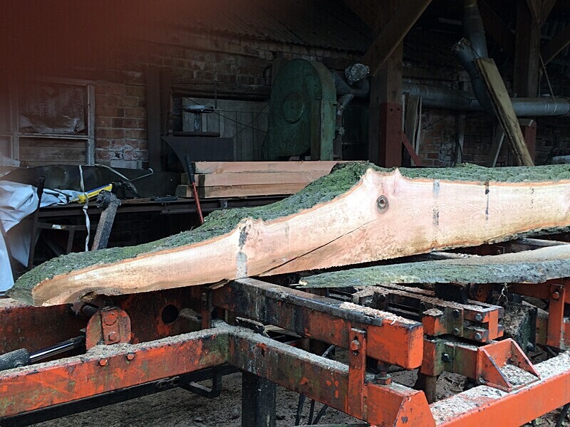 Alligator ash log - Wildwood Photos