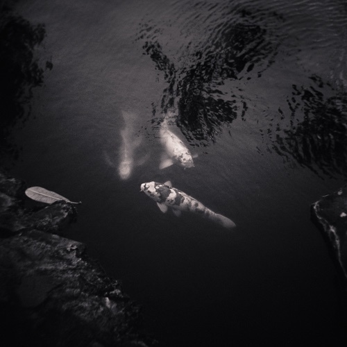  - Holga