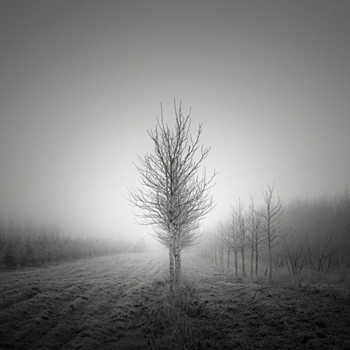 Trees and Fog - 2012-2014