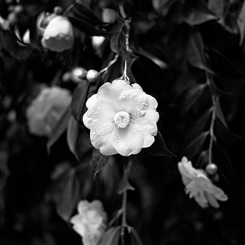 In Bloom - 2014-2019