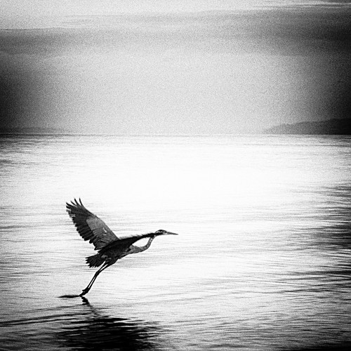 Great Blue Heron - 2012-2014