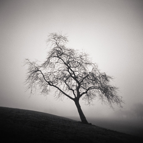  - Holga