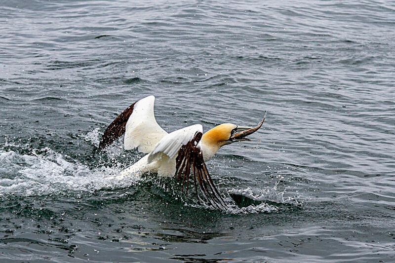 Gannet 6 - Wildlife