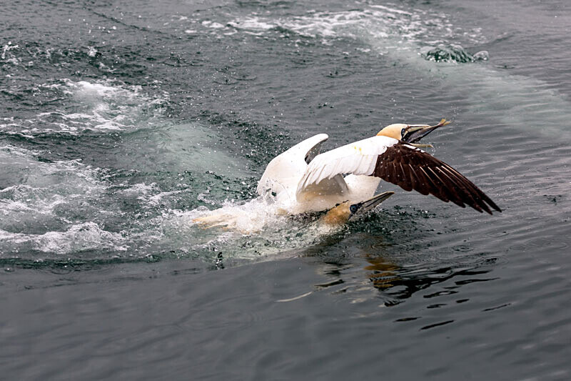 Gannets 3 - Wildlife