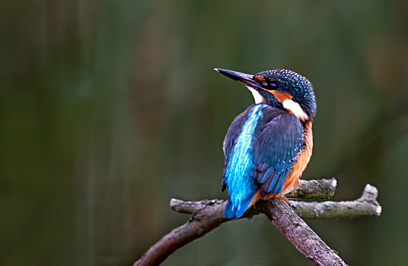 Kingfisher 2 - Wildlife