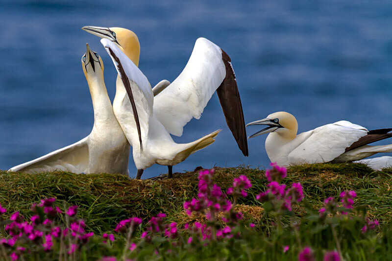 Gannets 4 - Wildlife