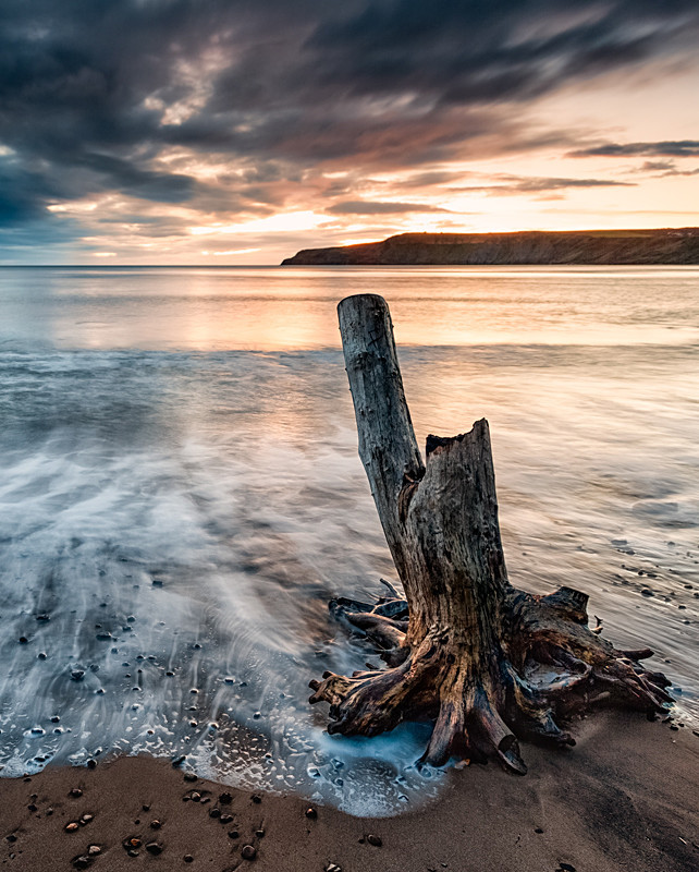 Dead wood - North Yorkshire