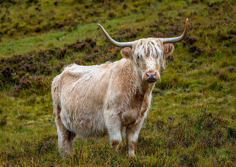 Highland Cow - Wildlife
