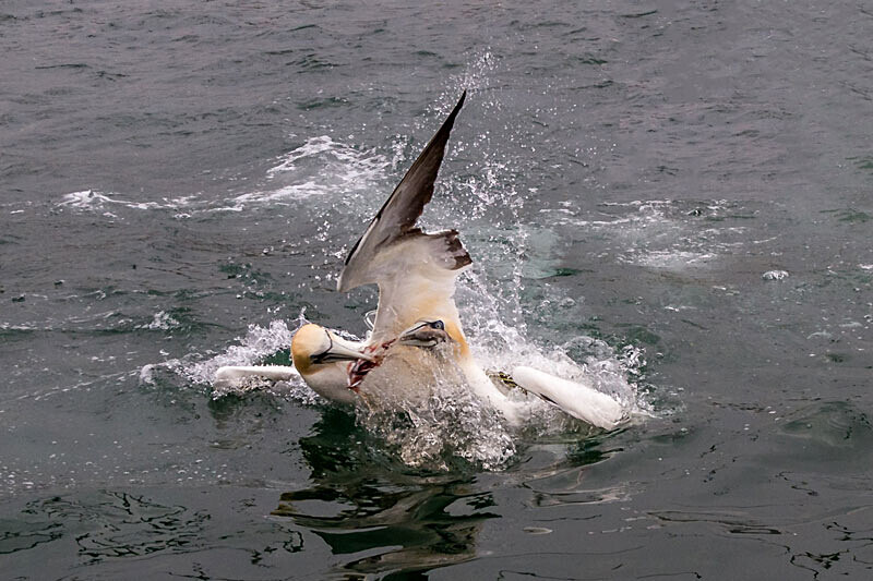 Gannets 6 - Wildlife