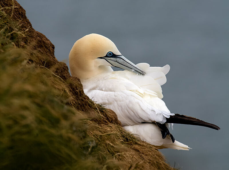 Gannet 4 - Wildlife