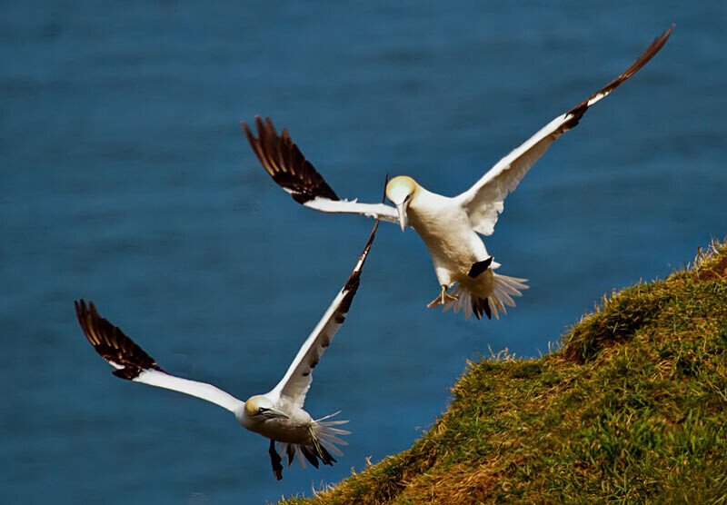 Gannets in flight - Wildlife
