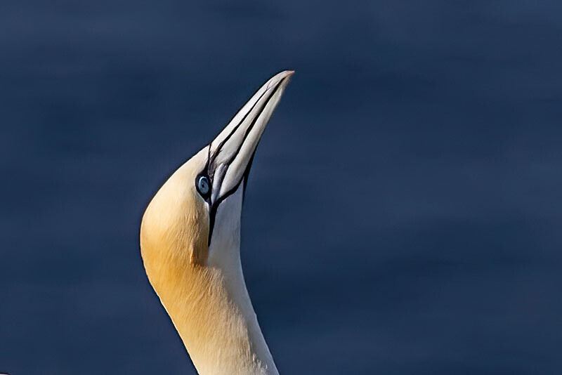 Gannet 3 - Wildlife