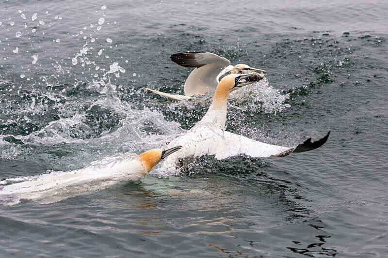 Gannets 2 - Wildlife