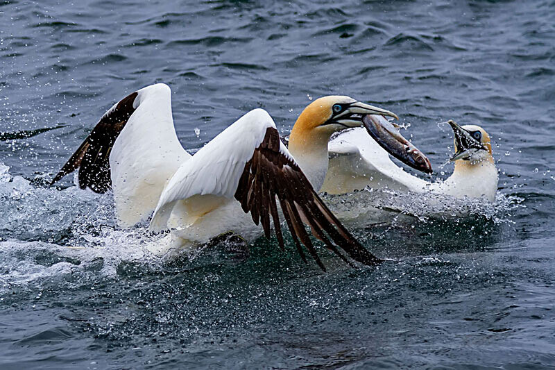 Gannets 1 - Wildlife