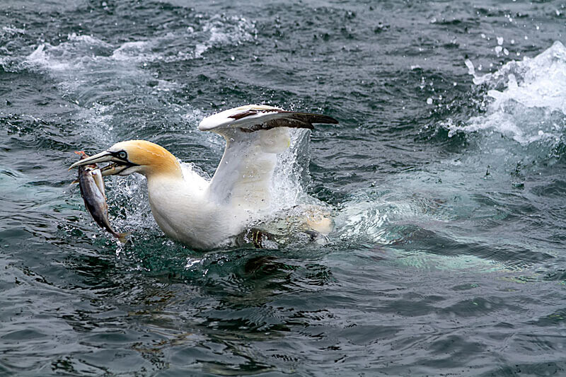 Gannet 8 - Wildlife