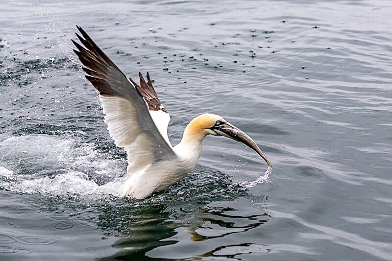 Gannet 2 - Wildlife