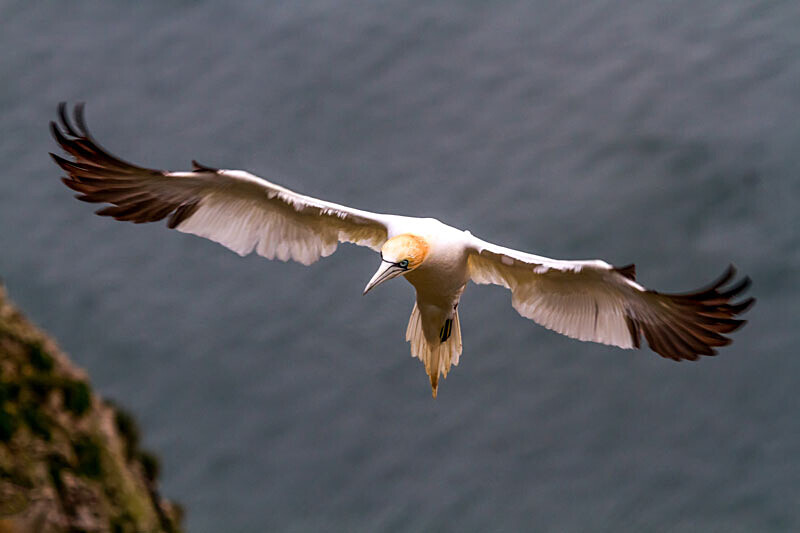 Gannet in flight - Wildlife