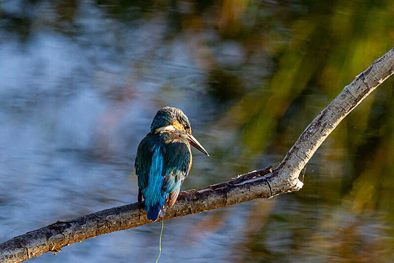 Kingfisher 1 - Wildlife