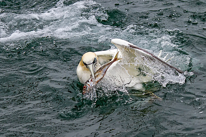 Gannet 7 - Wildlife