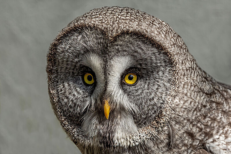 Owl - Wildlife