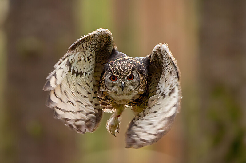 Owl in flight - Wildlife