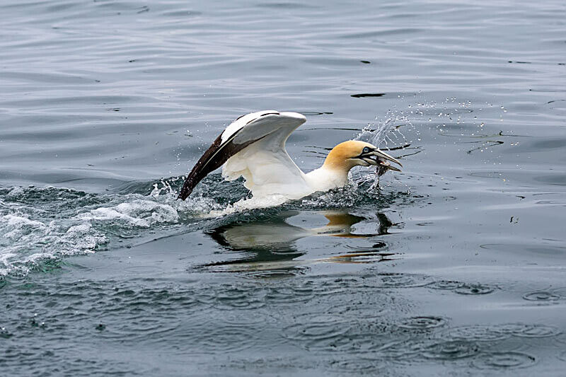Gannet 1 - Wildlife