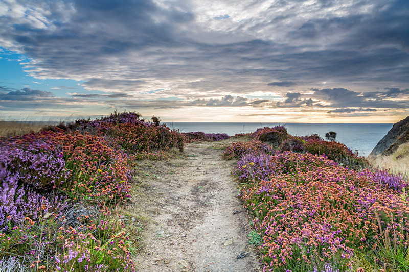 Ravenscar cliff Heathers - North Yorkshire