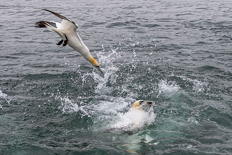 Diving Gannet - Wildlife