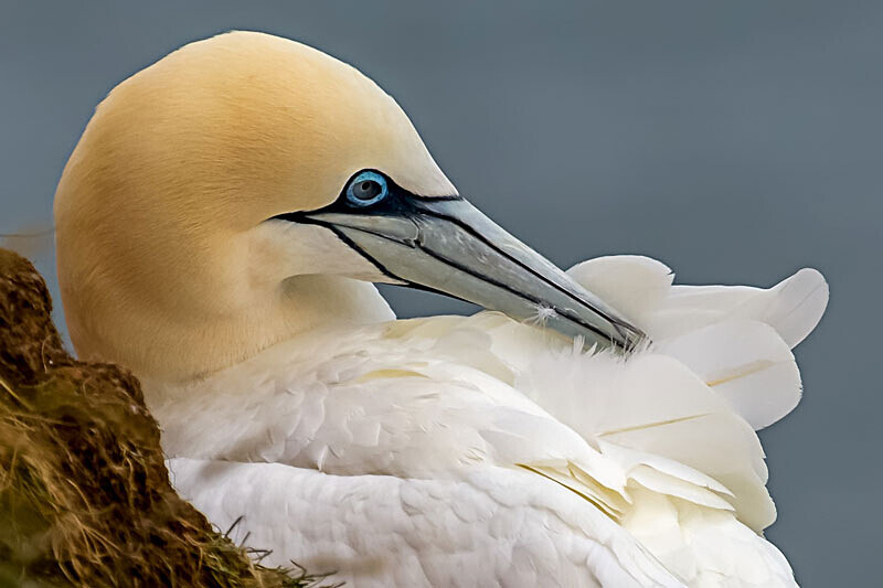 Gannet 5 - Wildlife