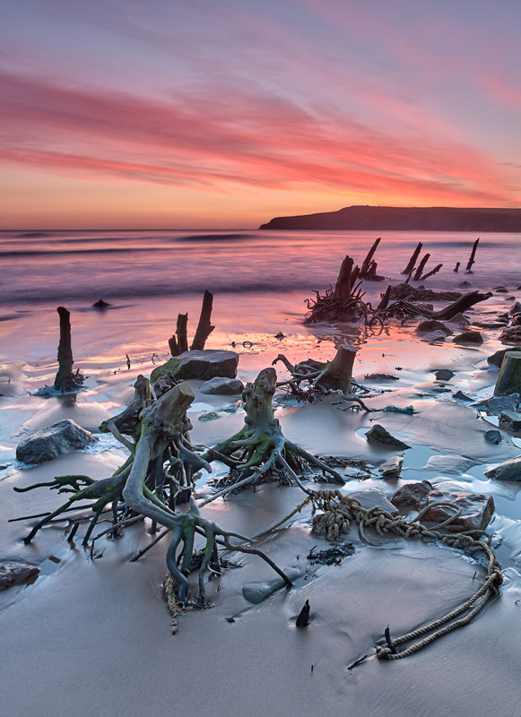Roots - North Yorkshire