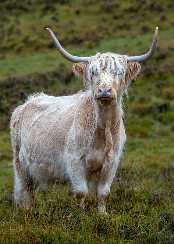 Highland Cow - Other Locations