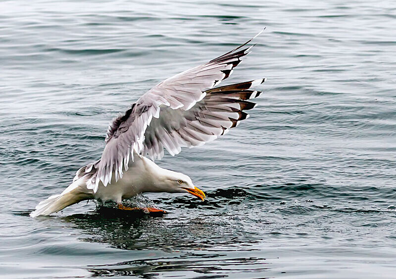 Seagull - Wildlife