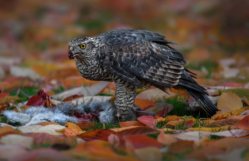  - Gills DPAGB Images