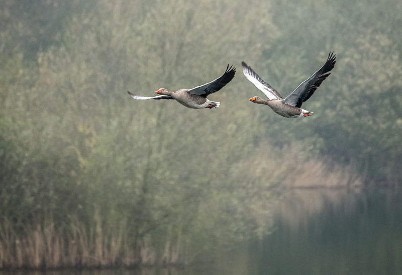 Greylags In Flight - Vins DPAGB Images
