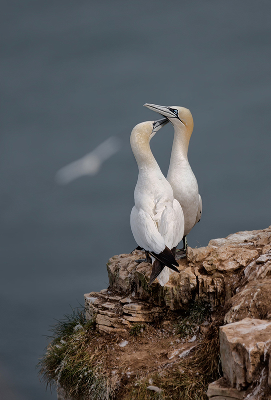  - Gills DPAGB Images