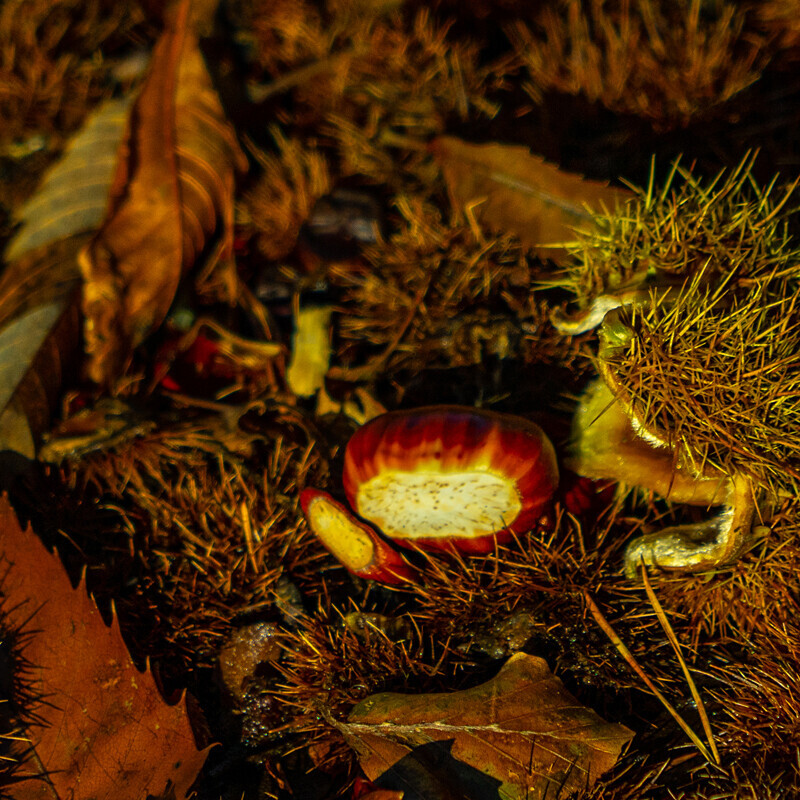 Hatching - Autumn